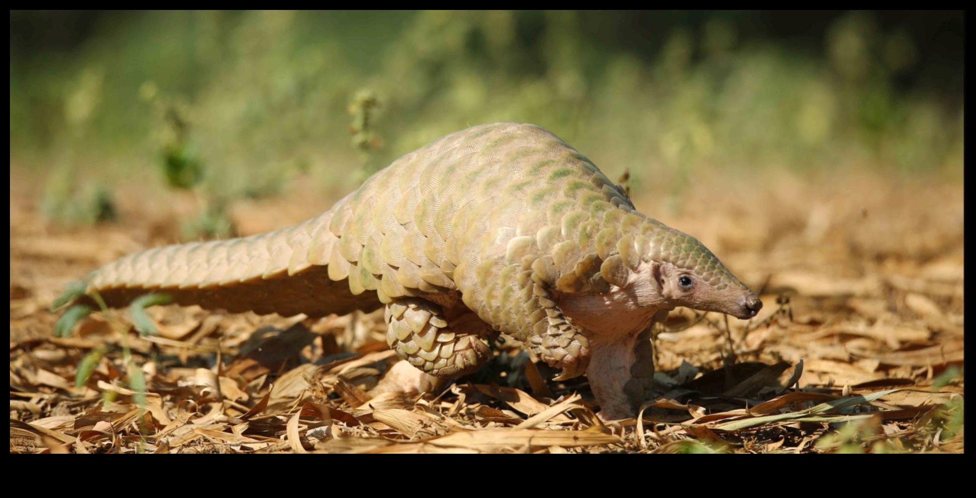 Kā ainavas veicina apdraudēto sugu saglabāšanu?