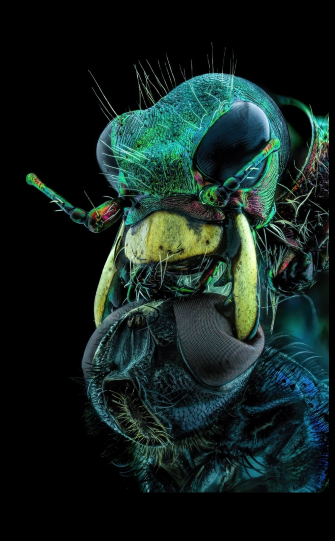 Brīnumi tuvplānā: mikrokosmu izpēte, izmantojot makrofotogrāfiju