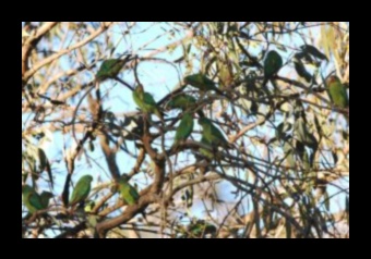 Kā dažādas koku sugas veicina ainavu bioloģisko daudzveidību?