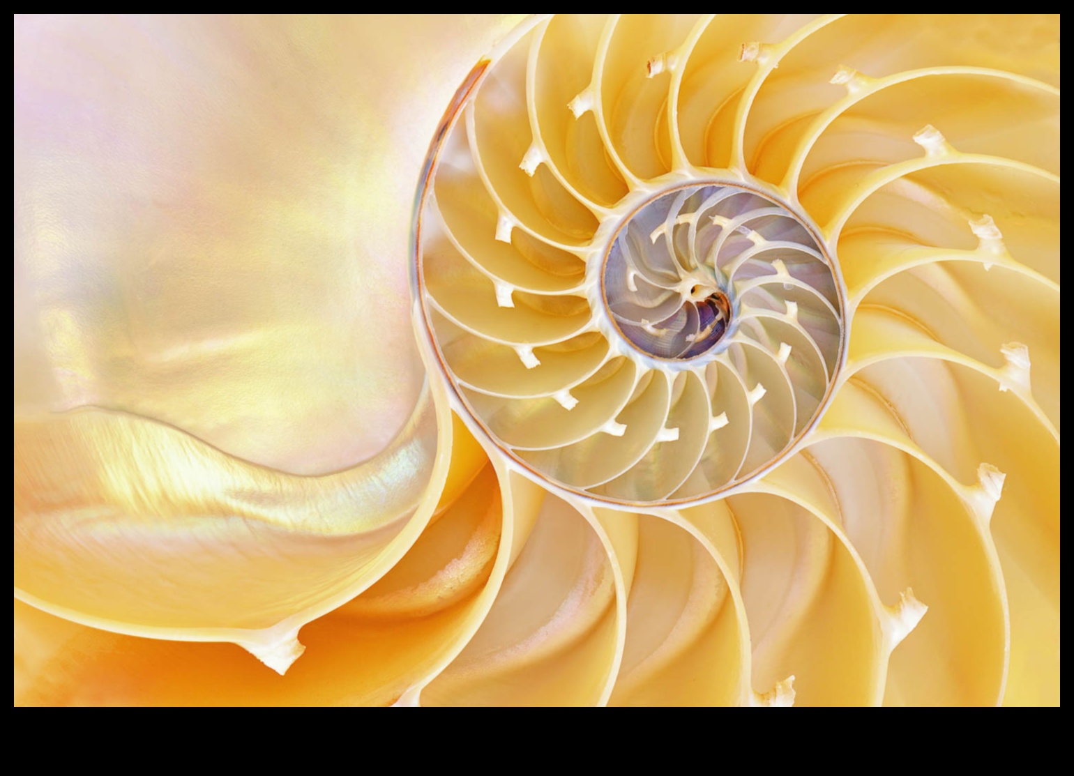 Mikrokosmiskā simfonija: vizuālu šedevru komponēšana ar makroobjektīviem