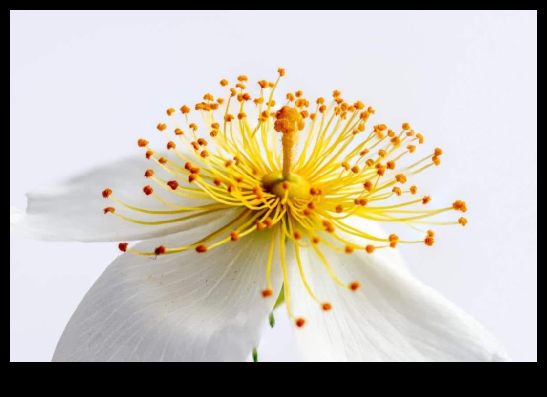 Dapper Detail: Koncentrēšanās uz sarežģītiem elementiem ar makro fotografēšanas stiliem