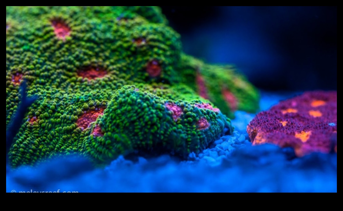 Dapper Detail: Koncentrēšanās uz sarežģītiem elementiem ar makro fotografēšanas stiliem