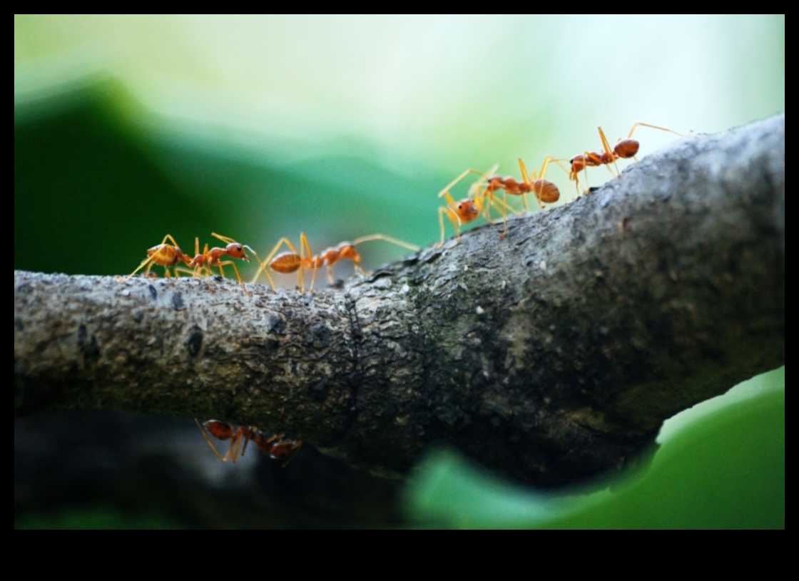 Dapper Detail: Koncentrēšanās uz sarežģītiem elementiem ar makro fotografēšanas stiliem
