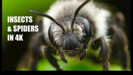 Brīnumi tuvplānā: mikrokosmu izpēte, izmantojot makrofotogrāfiju