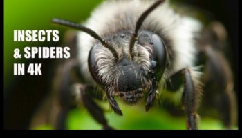 Brīnumi tuvplānā: mikrokosmu izpēte, izmantojot makrofotogrāfiju