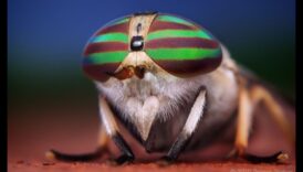 Dapper Detail: Koncentrēšanās uz sarežģītiem elementiem ar makro fotografēšanas stiliem