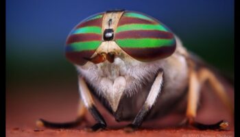 Dapper Detail: Koncentrēšanās uz sarežģītiem elementiem ar makro fotografēšanas stiliem