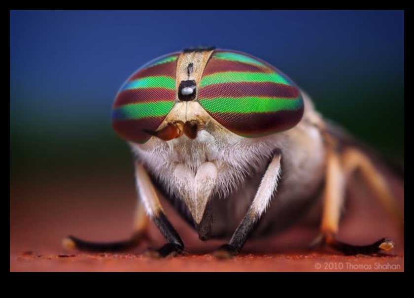 Dapper Detail: Koncentrēšanās uz sarežģītiem elementiem ar makro fotografēšanas stiliem