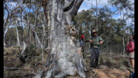 Kā dažādas koku sugas veicina ainavu bioloģisko daudzveidību?