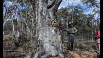Kā dažādas koku sugas veicina ainavu bioloģisko daudzveidību?