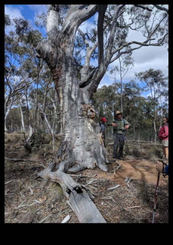 Kā dažādas koku sugas veicina ainavu bioloģisko daudzveidību?