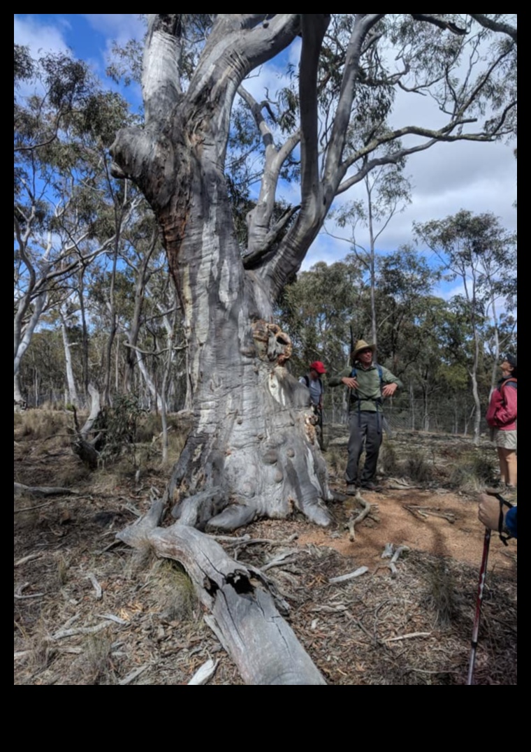 Kā dažādas koku sugas veicina ainavu bioloģisko daudzveidību?