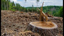 Kāpēc noteiktas ainavas ir vairāk pakļautas mežu izciršanai?
