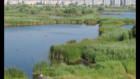 Kādu lomu pilsētas mitrājiem spēlē pilsētas ainavu uzlabošanā?